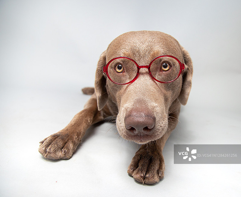 戴眼镜的拉布拉多寻回犬的肖像图片素材