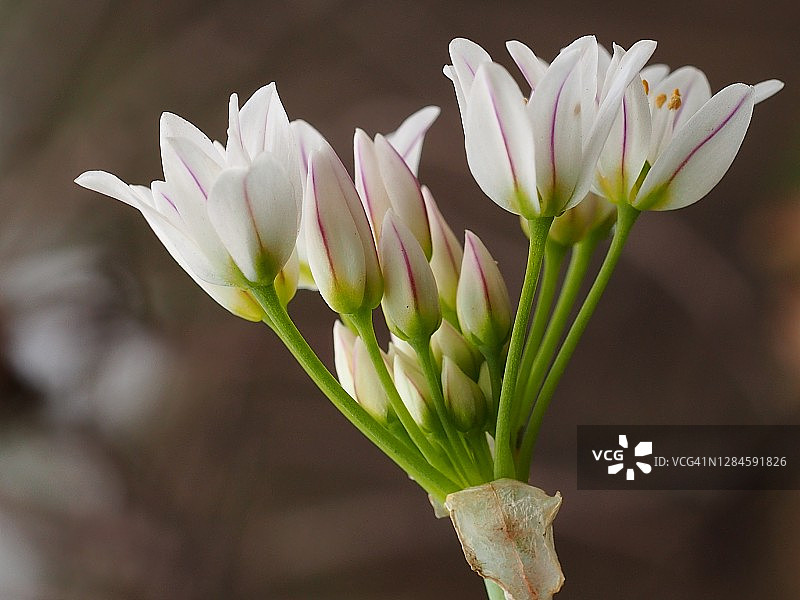 野花(葱属植物massaessylum)图片素材