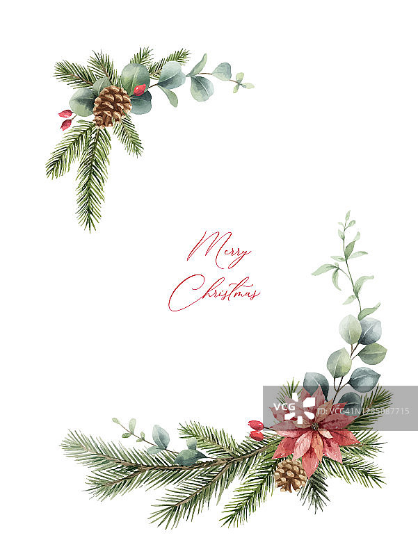 水彩矢量圣诞花环与冷杉树枝，一品红和桉树。手绘插图的问候花明信片和邀请孤立在白色的背景。图片素材