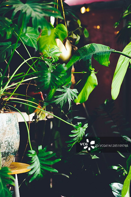 一个有许多绿色室内植物的小温室的内部。放荡不羁的风格。折衷的。高质量的照片图片素材