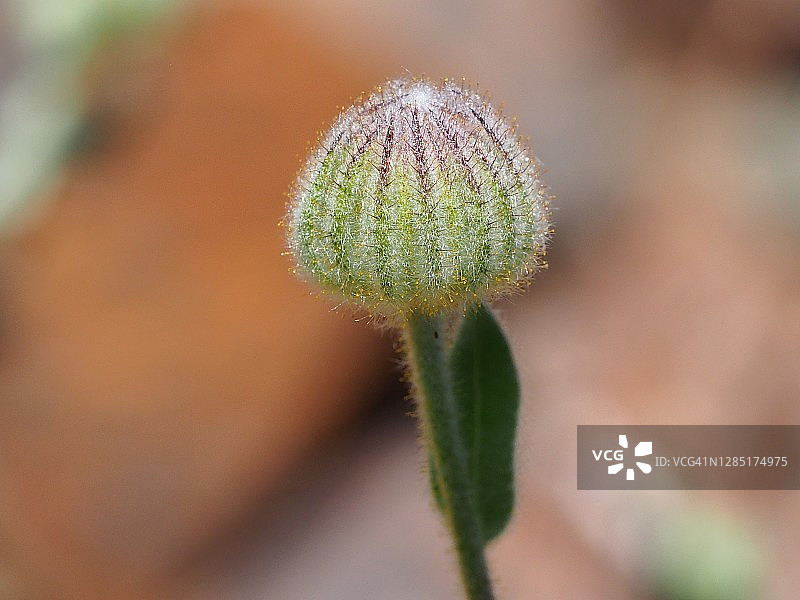 野花 (Andryala laxiflora)图片素材