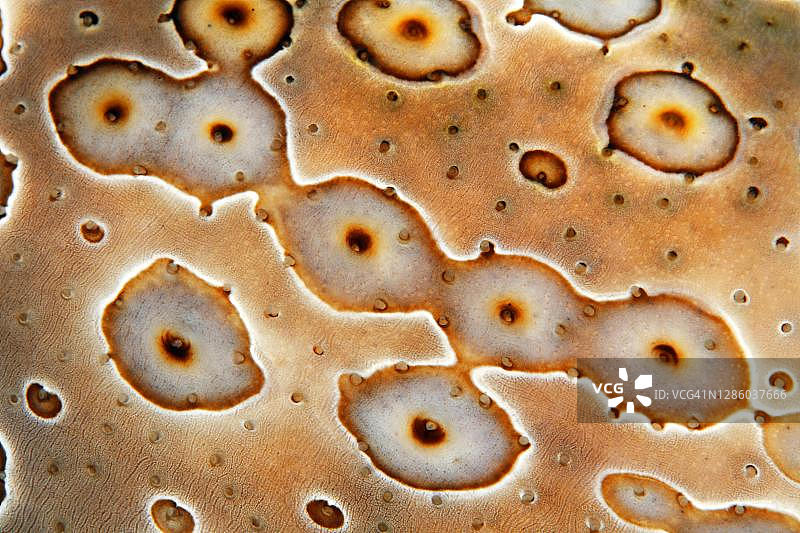 详细的眼罩海参(波hadschia argus)，太平洋，大堡礁图片素材