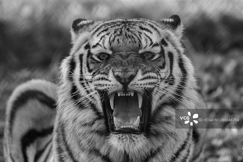 老虎黑色和白色的特写咆哮与嘴张开的牙齿显示图片素材