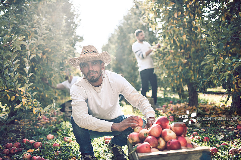 苹果收获季节开始了，果园里的工人们忙得不可开交图片素材