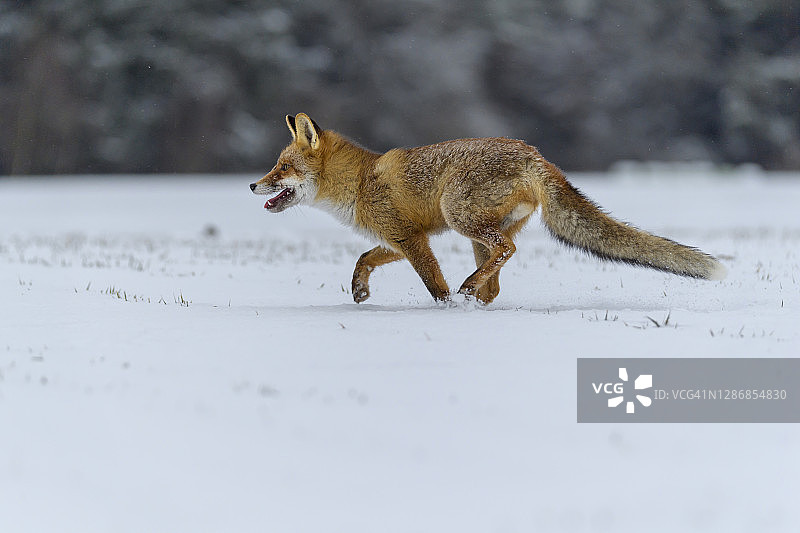 赤狐，赤狐，冬天图片素材