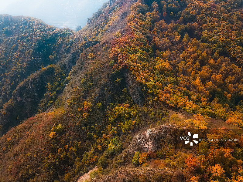 鸟瞰秋天山顶上的树木图片素材