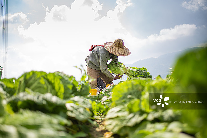 两名亚洲男性农民在田里收割和包装卷心菜图片素材