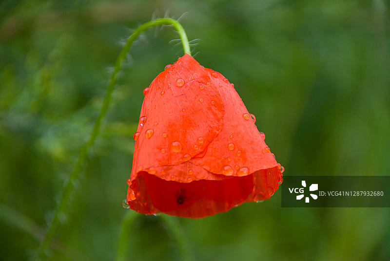 红色罂粟花图片素材