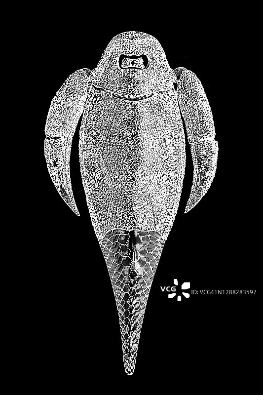 翼鱼属是泥盆纪的一种背拱形盾皮鱼类。它的化石在苏格兰被发现图片素材