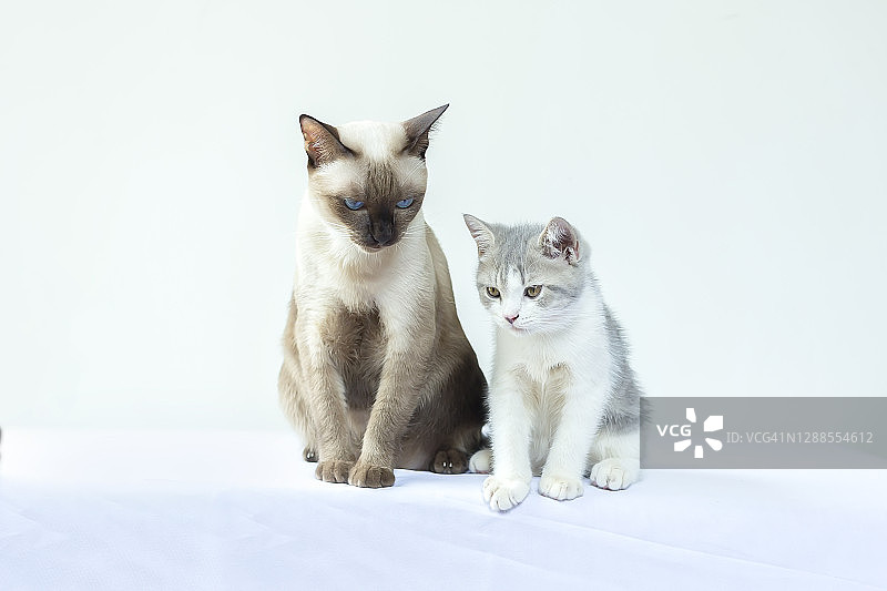 画像中的两只小猫正坐在白色的背景上看食物。图片素材