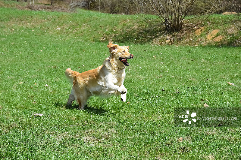 在比利时布鲁塞尔的草地上奔跑的纯种母金毛寻回犬图片素材