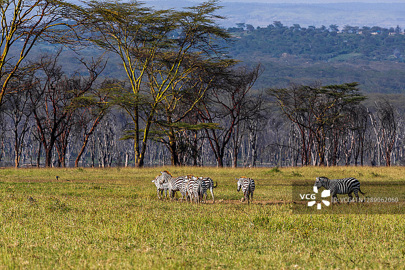纳库鲁国家公园的野生斑马群和金合欢树图片素材