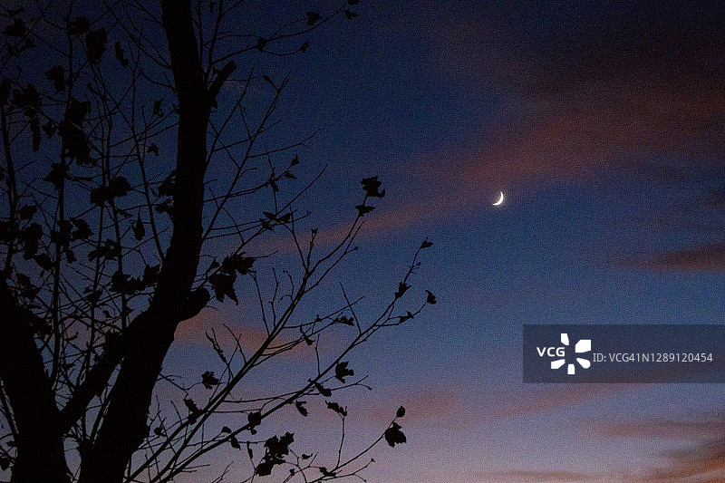 新月在日落天空后的光秃秃的树图片素材
