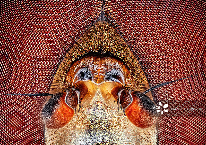 蜜蜂头和眼睛在显微镜下15倍微距背景图片素材