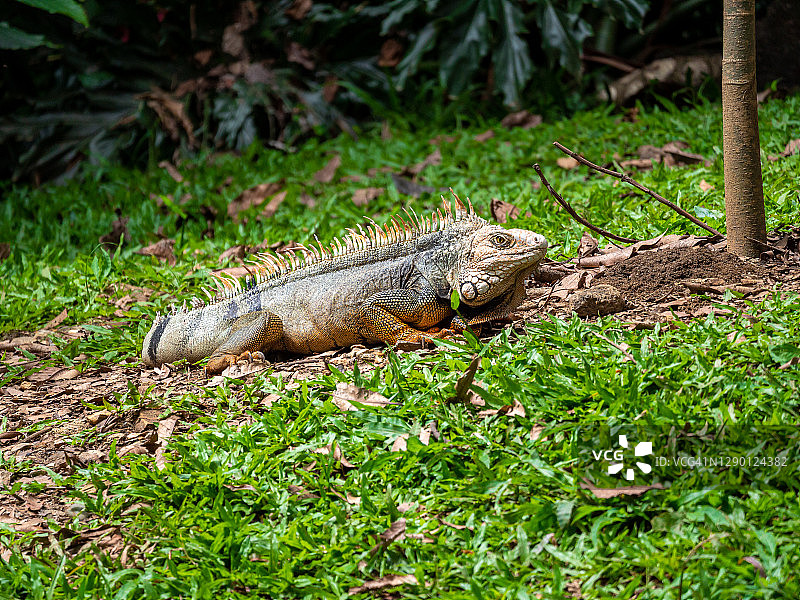 绿色鬣蜥(鬣蜥)大型食草蜥蜴盯着草地，在麦德林，哥伦比亚图片素材