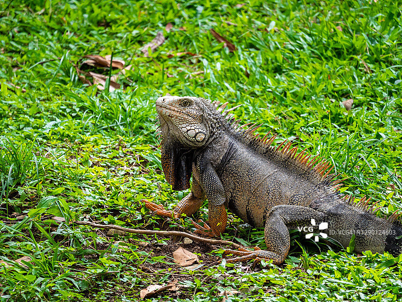 绿色鬣蜥(鬣蜥)大型食草蜥蜴盯着草地，在麦德林，哥伦比亚图片素材