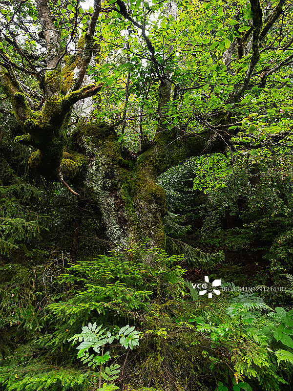 低角度观察孤独的老和粗糙的山毛榉树在夏季森林。魔法森林图片素材