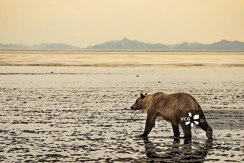 20070753灰熊在阿拉斯加的潮滩上行走图片素材