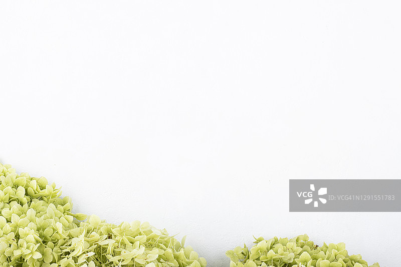 一大束白色和绿色的花园绣球花在白色的背景图片素材