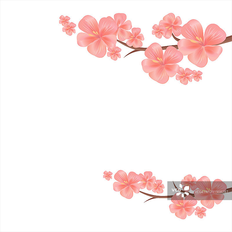 孤立的樱花枝在白色背景上。苹果树上的花。樱花。向量图片素材
