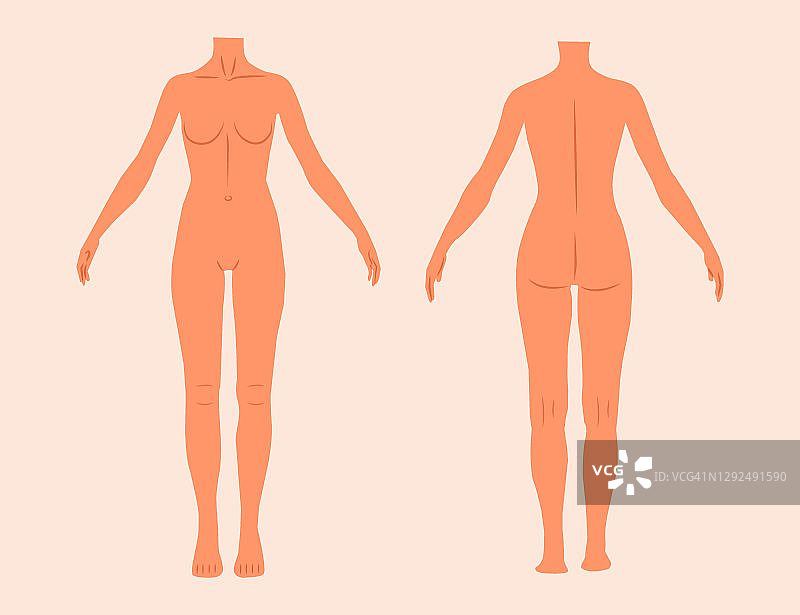 女性身体解剖平面矢量插图设置孤立的白色背景。女性身体的医疗剪影前后视图。女性肌肉体型。一个女人形象的现实向量图片素材