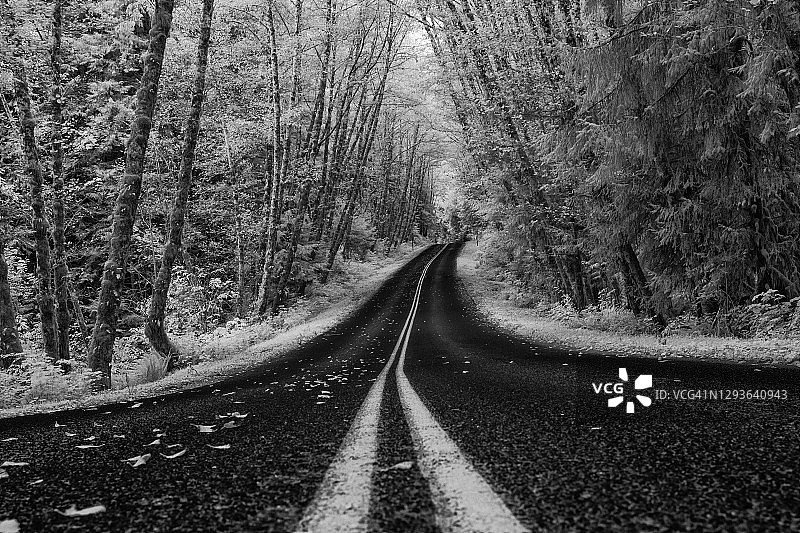 黑白红外公路Hoh雨林，奥林匹克半岛，华盛顿州-库存照片图片素材