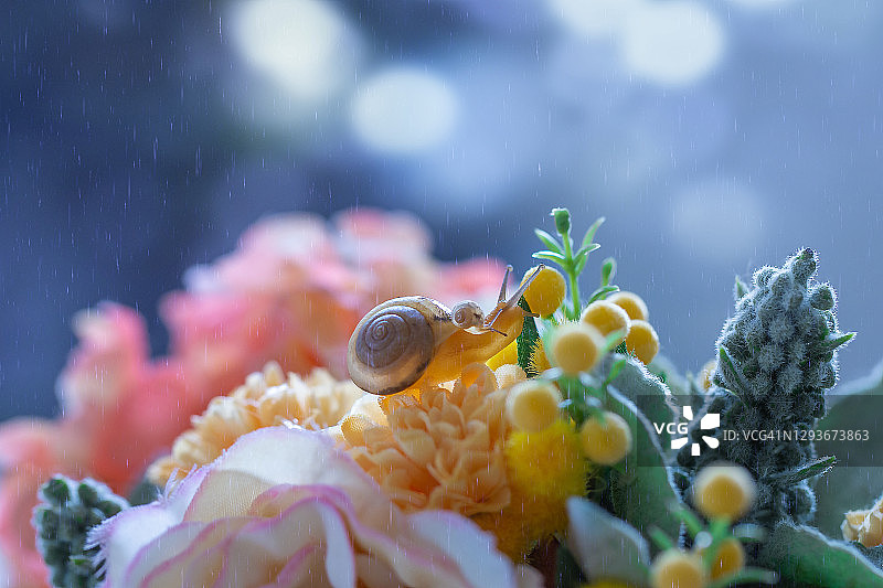 花上的蜗牛家族图片素材