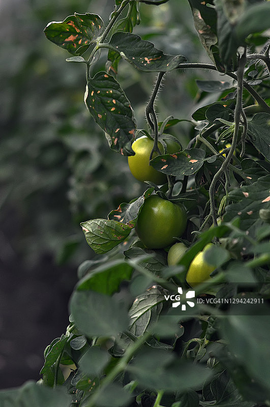 旅行摄影，用有机绿色番茄枝侧视农场乡村花园近景图片素材