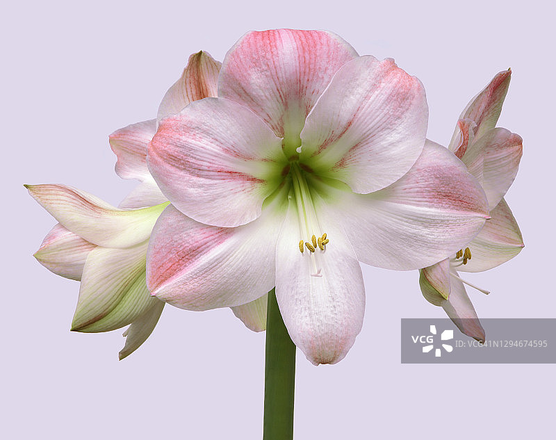 大朵白色和粉红色的孤挺花，特写时呈浅粉色。图片素材