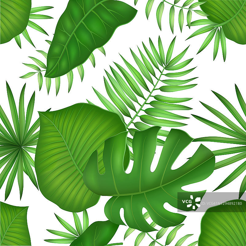 热带植物叶片背景图片素材