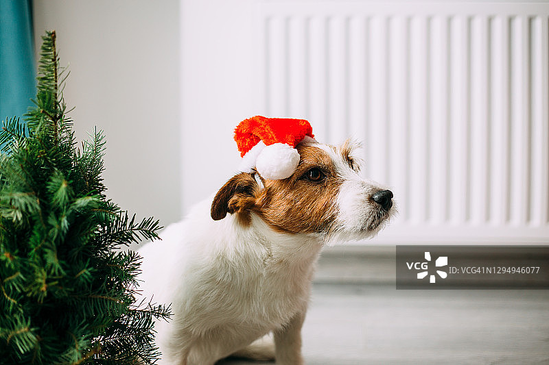圣诞杰克罗素狗在圣诞老人的红帽子图片素材