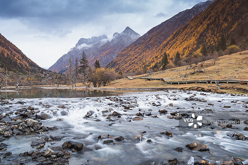 森林和树木景观纹理背景，色彩斑斓的自然景观风景亚丁，香格里拉，中国，西藏山区的秋天图片素材