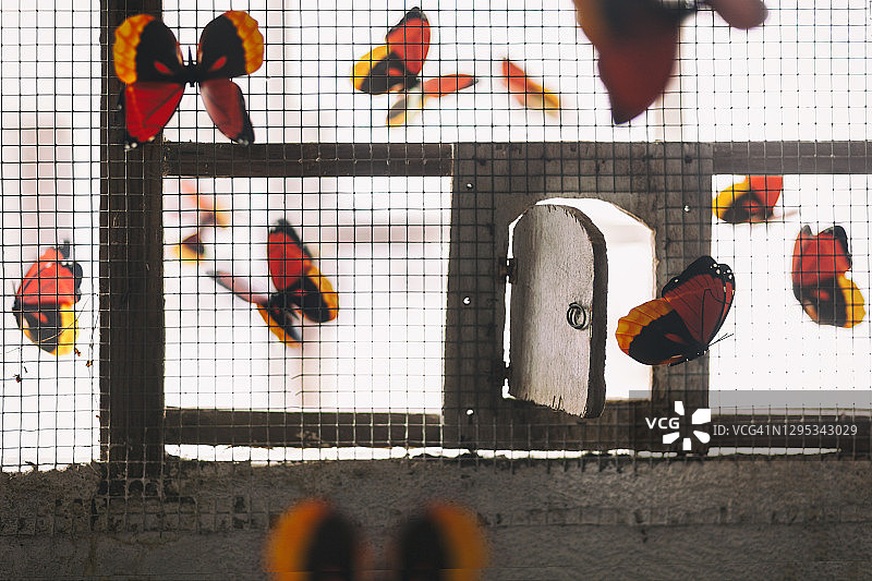 蝴蝶从敞开的笼子里出来。概念上的图像图片素材