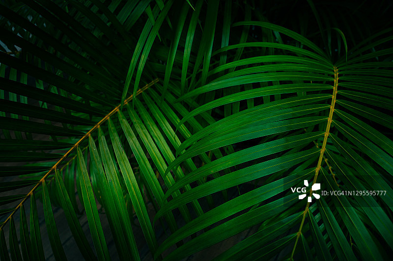 热带叶彩色花深色热带叶自然背景深绿色叶自然图片素材