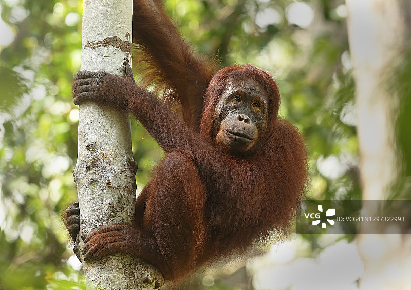 婆罗洲好望角猿图片素材