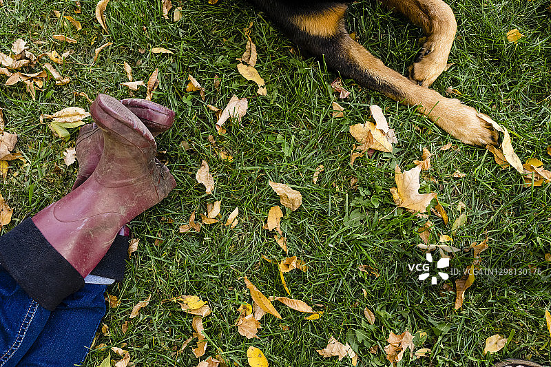秋天，在公园的草地上，女人和罗威纳犬的腿图片素材