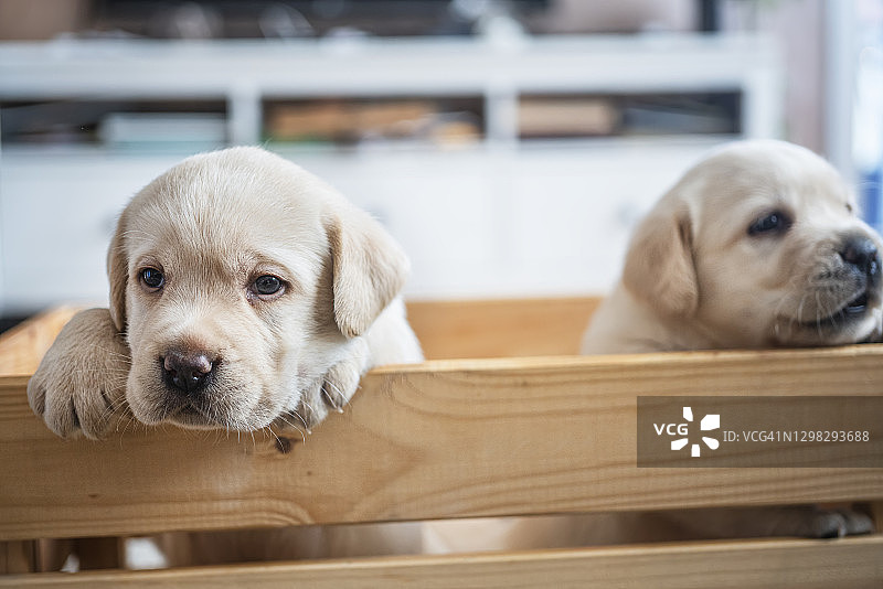 木盒子旁的小狗图片素材