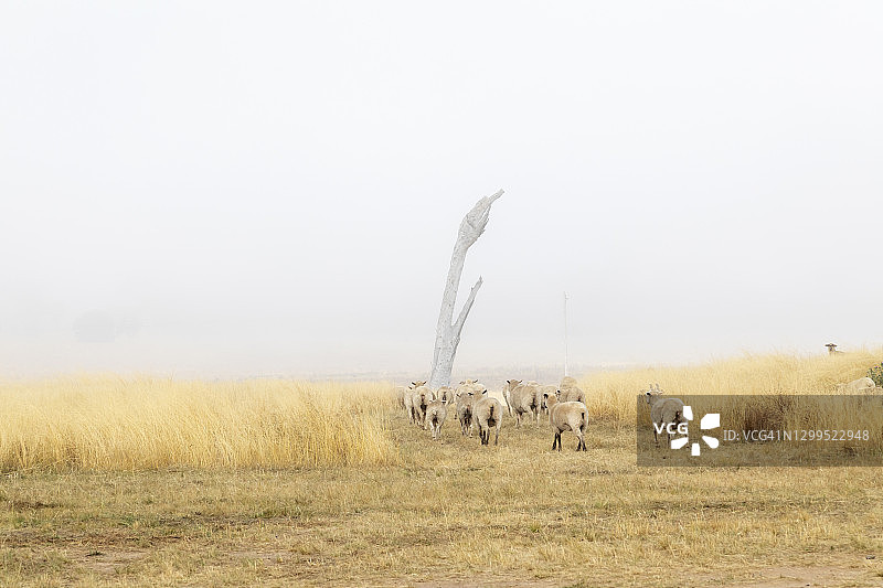 雾中一群羊在干草上，背景是一棵大树图片素材