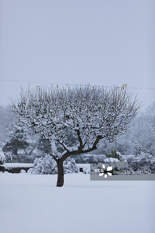 英国，英国田野里的一棵小雪覆盖的树图片素材