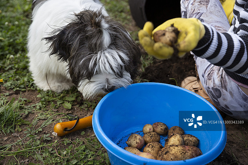好奇的小狗看着一碗刚收获的土豆，这碗土豆是一个孩子在后院挖出来的图片素材