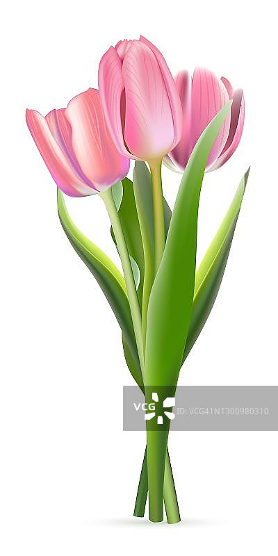 白色背景上的一束粉色郁金香。现实的春天五颜六色的花矢量插图。花瓣和绿叶开花的装饰性花植物图片素材