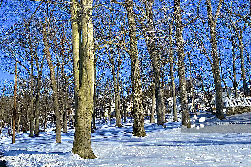 蒂内克公园山坡上阳光下的树和雪图片素材