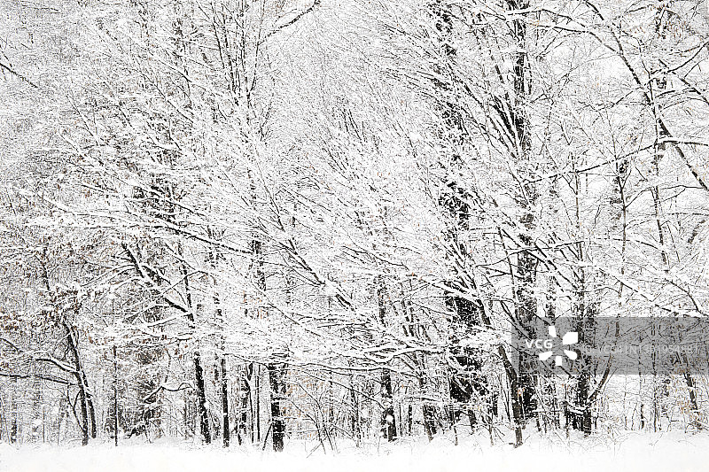 美丽的背景树覆盖在雪在宾夕法尼亚州图片素材