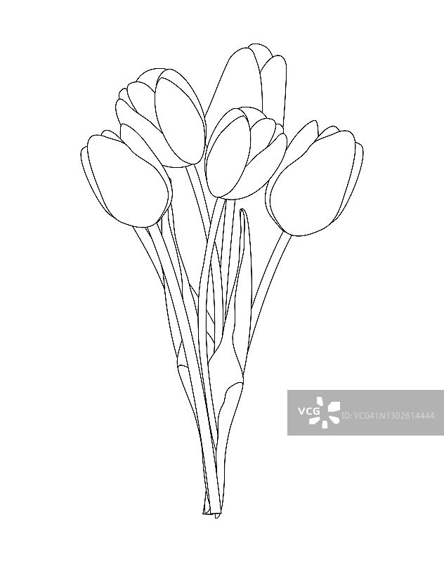 一束春天的花，郁金香孤立在白色背景矢量插图EPS10图片素材