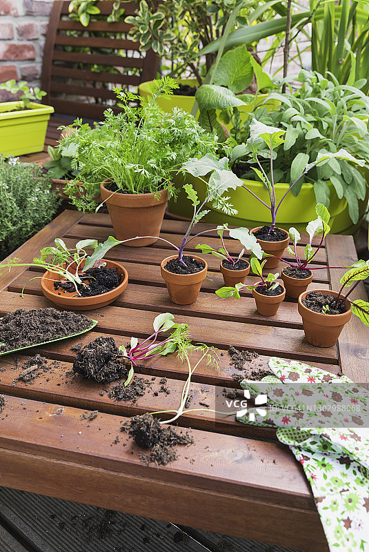 阳台上摆放各种盆栽和园艺工具图片素材