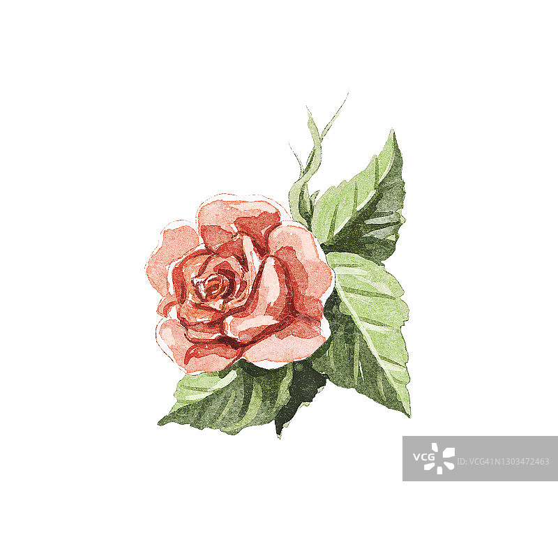 水彩复古卡通单红玫瑰图片素材