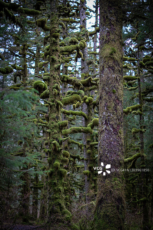 阿拉斯加美丽的苔藓森林图片素材
