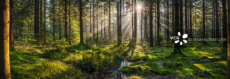田园诗般的森林林间空地被阳光照亮，绿色的林地荒野全景图片素材