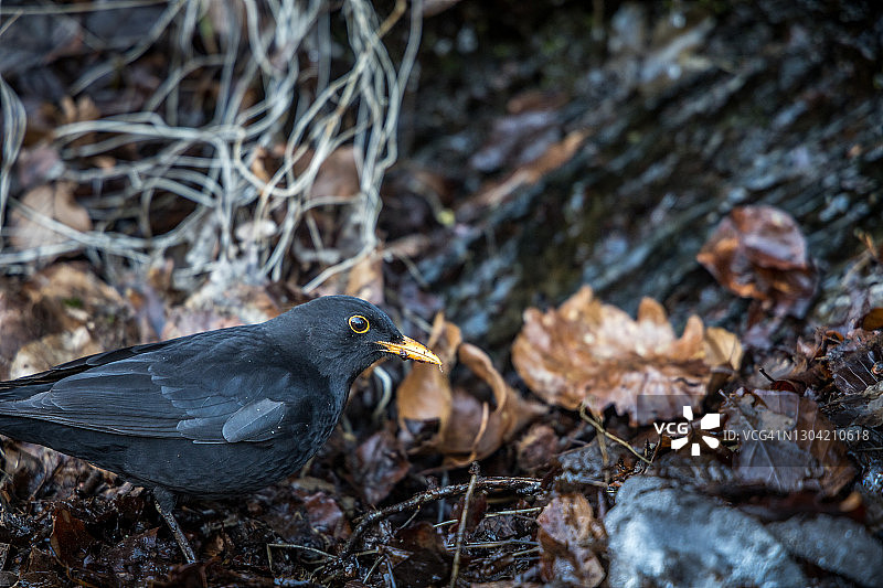 雄性黑鸟在地上搜寻虫子图片素材