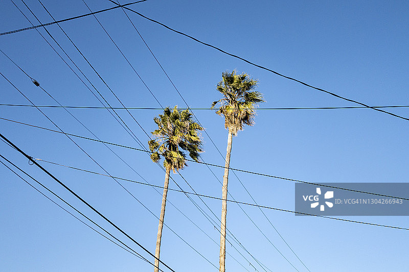 电线和棕榈树图片素材
